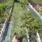 Rakytník rešetliakový (Hippophae rhamnoides) ‘NIVELENA’ - výška 20-40 cm, kont.P9/P11 - Samica